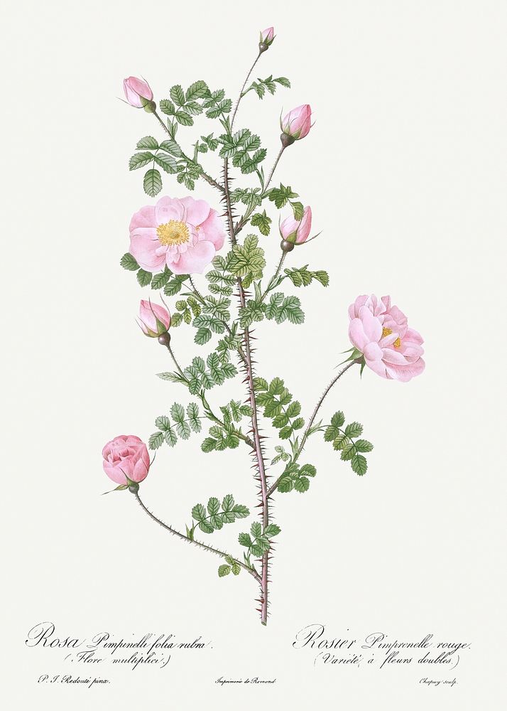 Double Pink Scotch Briar, also known as Red Pimple Rose (Rosa pimpinellifolia rubra) from Les Roses (1817&ndash;1824) by…