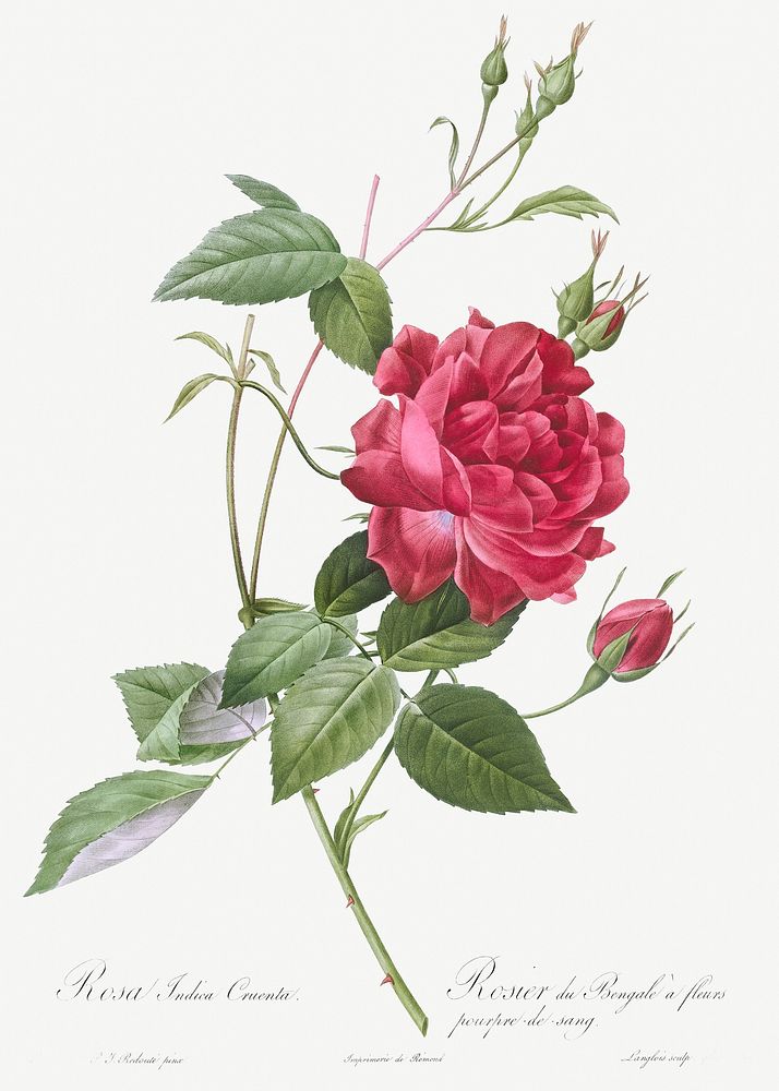 Blood-Red Bengal Rose, Rosa indica cruneta from Les Roses (1817&ndash;1824) by Pierre-Joseph Redout&eacute;. Original from…