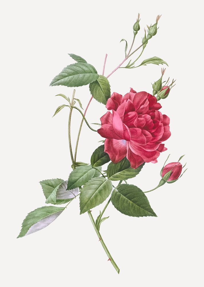 Vintage blood-red Bengal rose vector