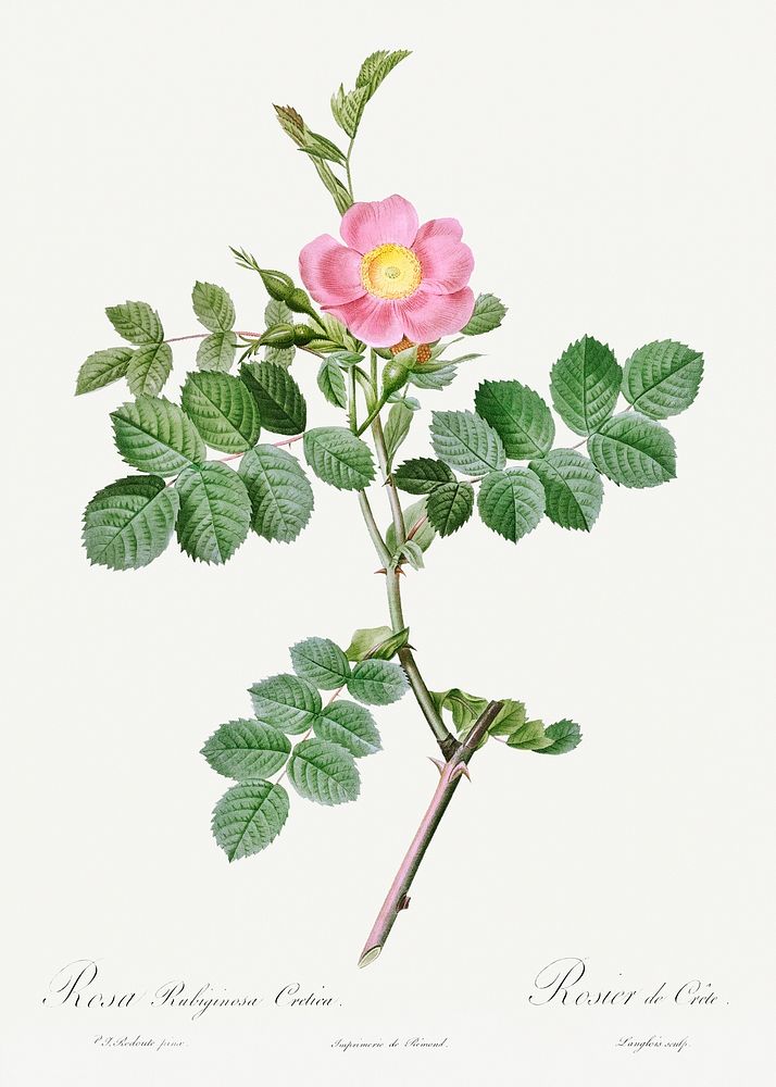 Sweet-Brier Rosebush, Rosa rubiginosa cretica from Les Roses (1817&ndash;1824) by Pierre-Joseph Redout&eacute;. Original…