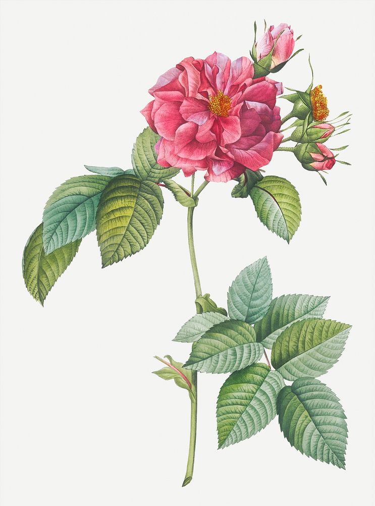 Vintage rose of Frankfurt illustration