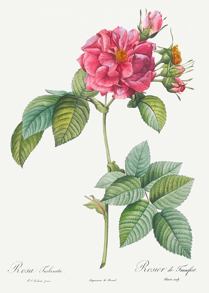 Rosa turbinata, also known as Rose of Frankfurt from Les Roses (1817&ndash;1824) by Pierre-Joseph Redout&eacute;. Original…