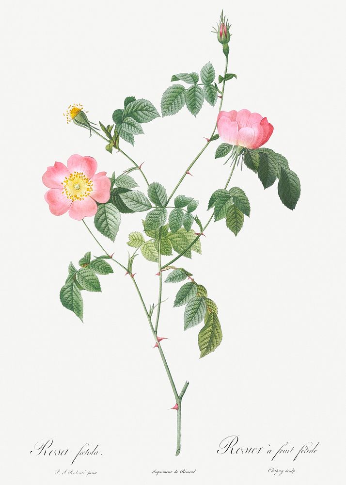 Austrian Briar, Rosa foetida from Les Roses (1817&ndash;1824) by Pierre-Joseph Redout&eacute;. Original from the Library of…