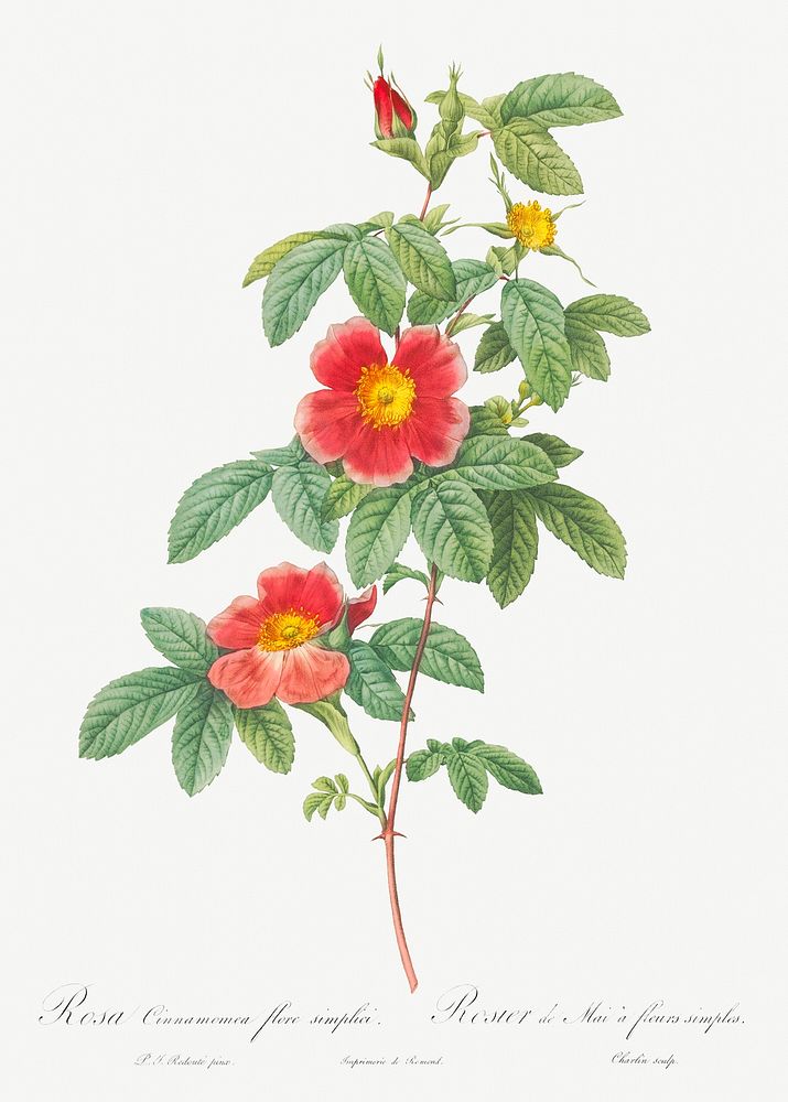Rosa majalis, also known as Single May Rose (Rosa Cinnamomea flore simplici) from Les Roses (1817&ndash;1824) by Pierre…