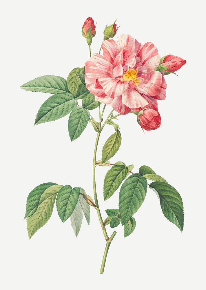 French rosebush with variegated flowers illustration