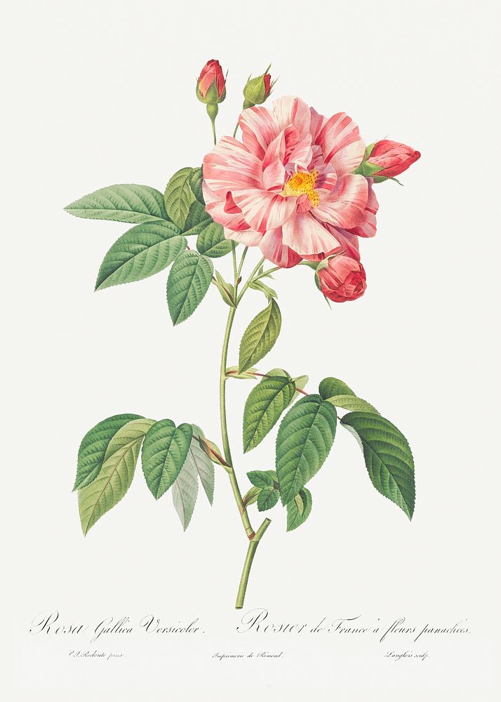 Rosa Mundi, French Rosebush with Varigated Flowers (Rosa gallica versicolor) from Les Roses (1817&ndash;1824) by Pierre…