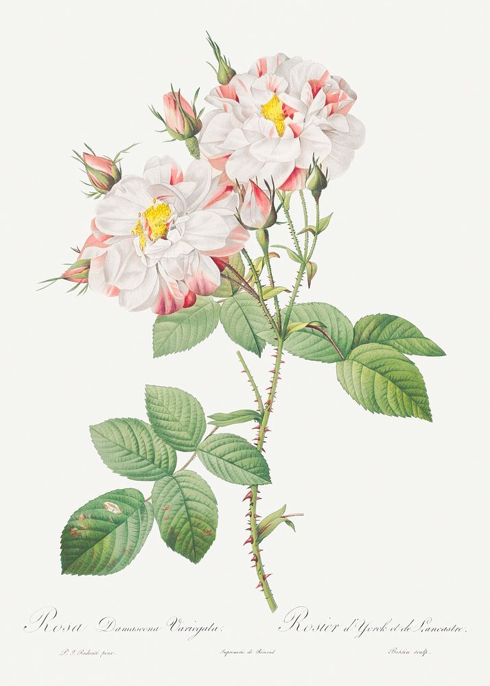 Damask Rose, York and Lancaster Rose also known as Rosa damascena variegata from Les Roses (1817&ndash;1824) by Pierre…
