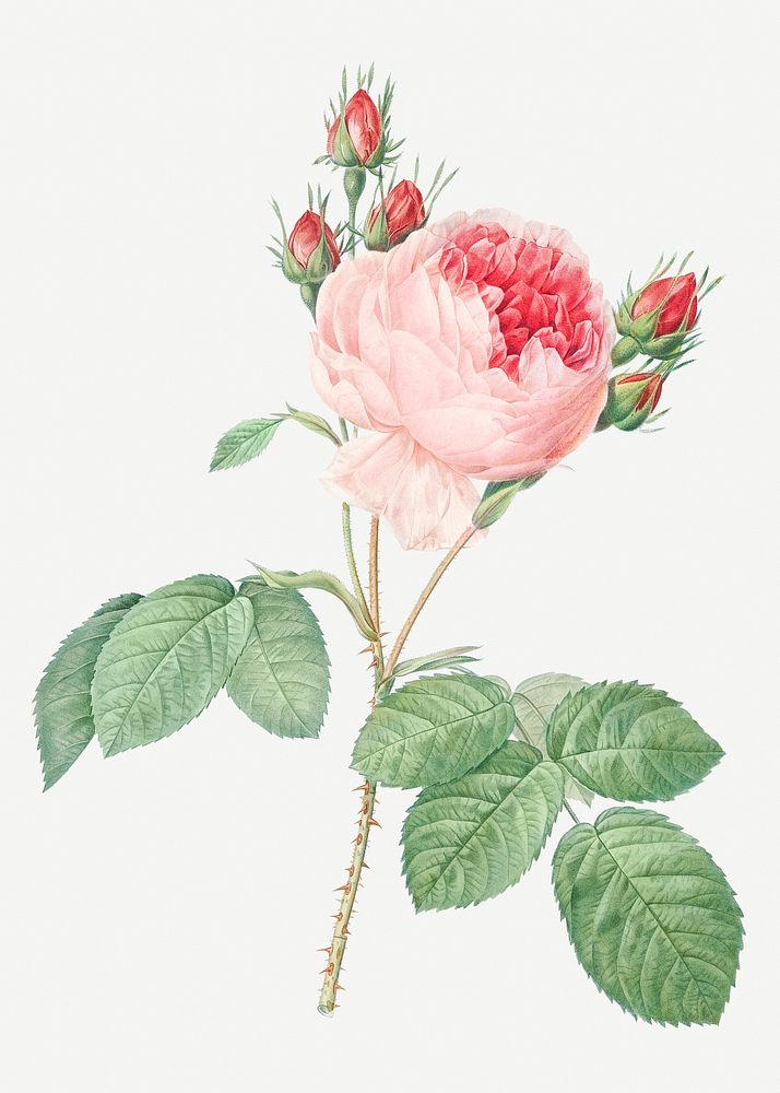 Vintage pink cabbage rose illustration