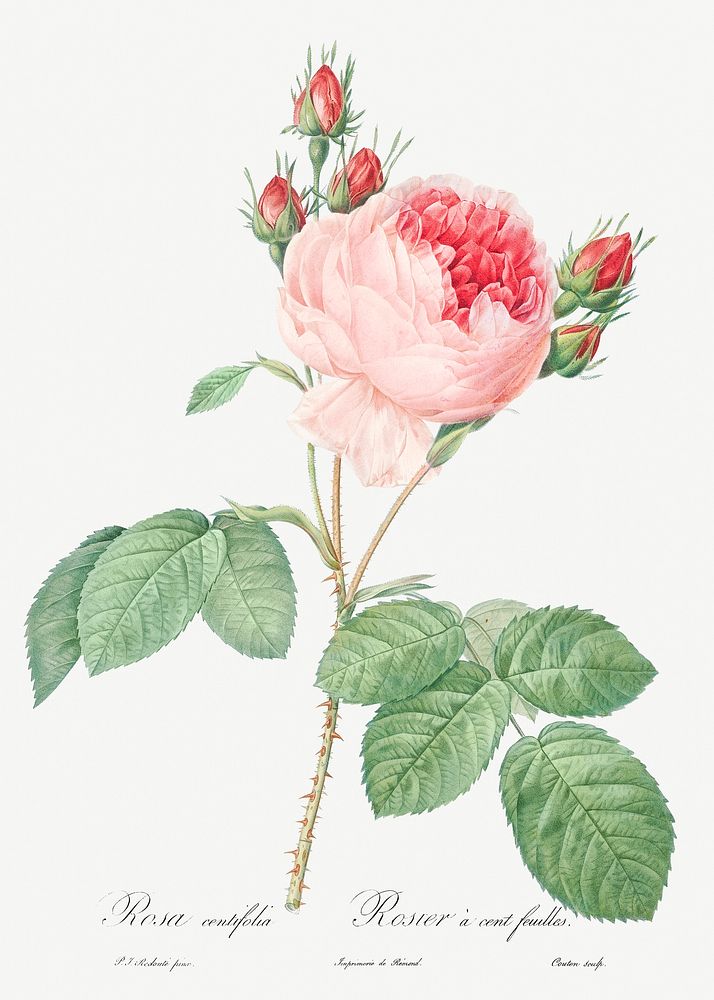 Cabbage Rose, also known as One Hundred-Leaved Rose (Rosa centifolia) from Les Roses (1817&ndash;1824) by Pierre-Joseph…