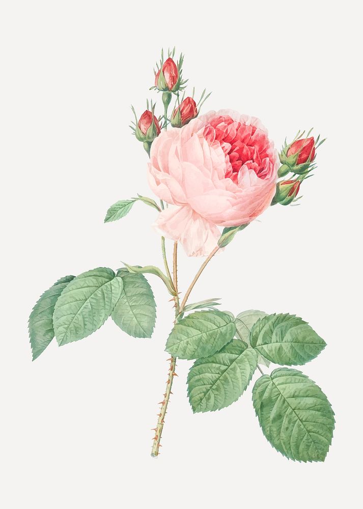 Vintage pink cabbage rose vector