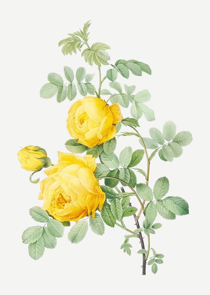 Yellow rose of sulfur illustration