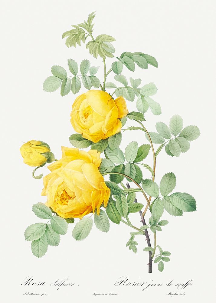 Rosa hemisphaerica, also known as Yellow Rose of Sulfur (Rosa sulfurea) from Les Roses (1817&ndash;1824) by Pierre-Joseph…