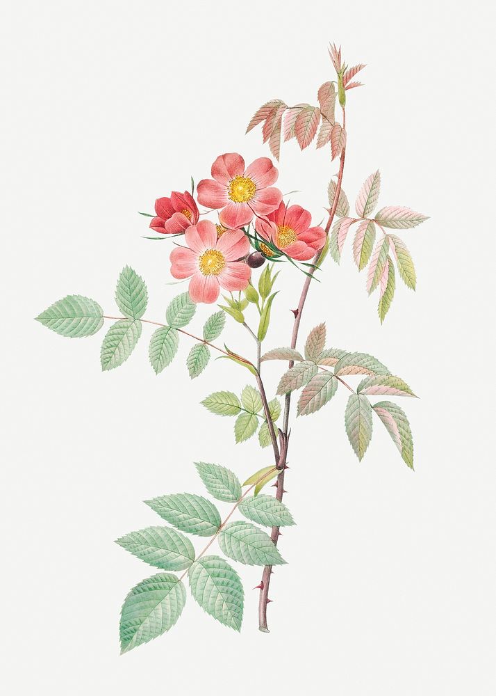 Vintage blooming redleaf rose illustration