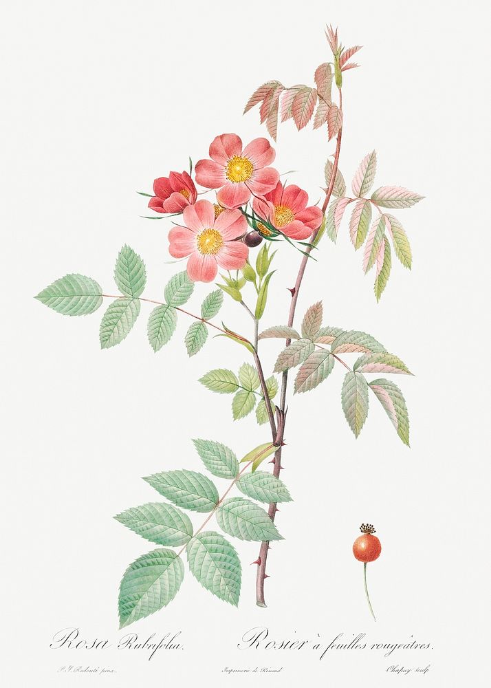 Redleaf Rose, also known as Rosebush with Reddish Leaves (Rosa rubrifolia) from Les Roses (1817&ndash;1824) by Pierre-Joseph…