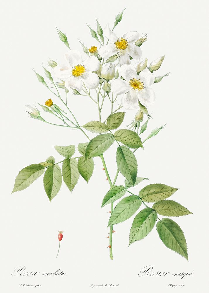 Musk Rose, Rosa moschata from Les Roses (1817&ndash;1824) by Pierre-Joseph Redout&eacute;. Original from the Library of…