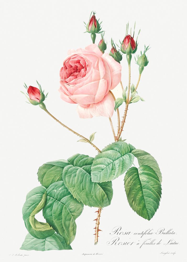 Cabbage Rose, also known as Rosebush with Lettuce Leaves (Rosa centifolia bullata) from Les Roses (1817&ndash;1824) by…