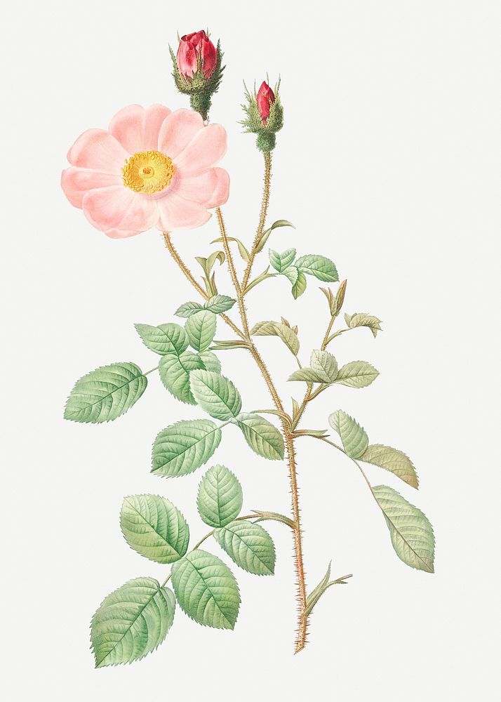Vintage blooming musk rose illustration