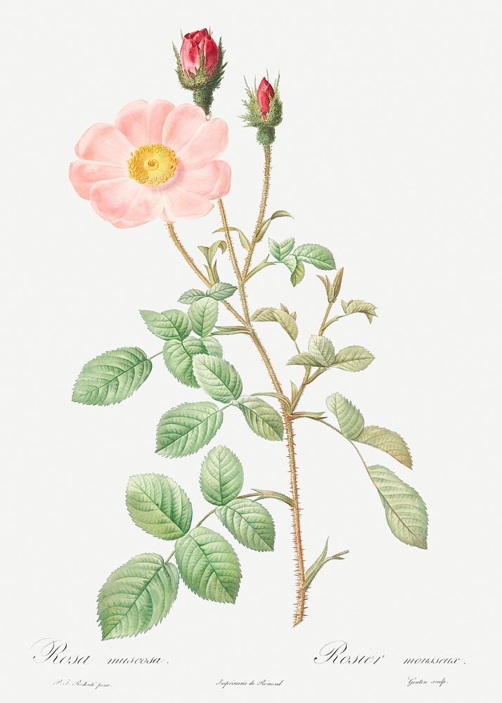 Musk Rose, also known as Sparkling Rose (Rosa moschata) from Les Roses (1817&ndash;1824) by Pierre-Joseph Redout&eacute;.…