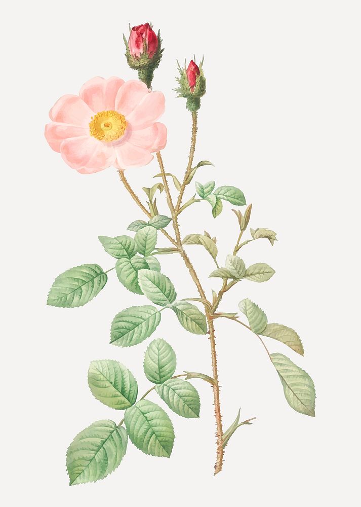 Vintage blooming musk rose vector