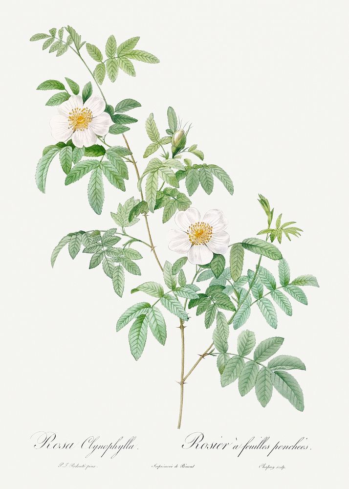 Clinophylla, also known as Rose-Leaved Leaves from Les Roses (1817&ndash;1824) by Pierre-Joseph Redout&eacute;. Original…