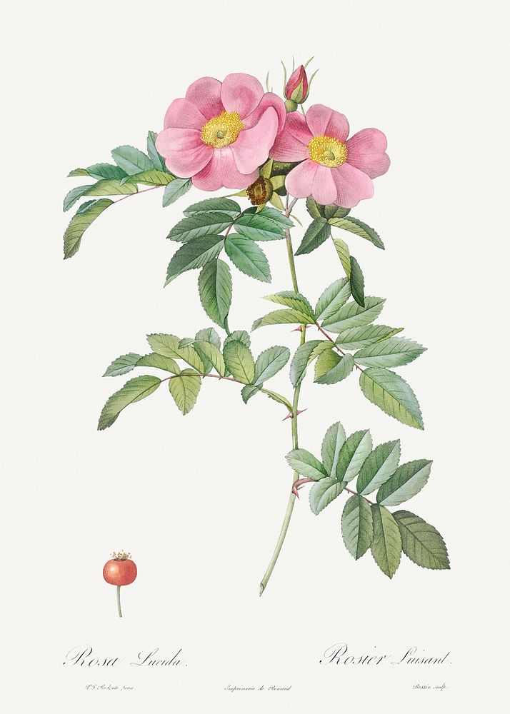 Rosa lucida, also known as Shining Rose from Les Roses (1817&ndash;1824) by Pierre-Joseph Redout&eacute;. Original from the…