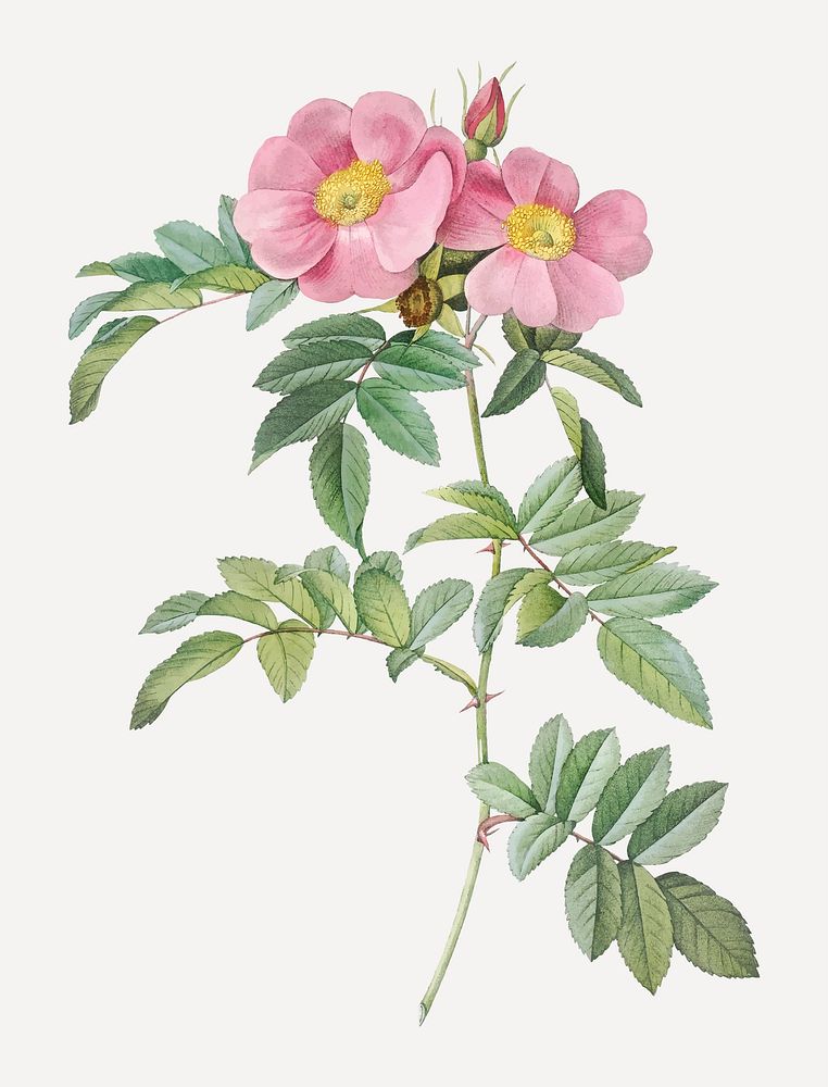 Vintage blooming shining rose vector