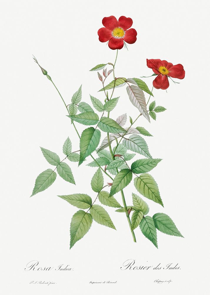 Rose, also known as Rosebush (Rosa indica) from Les Roses (1817&ndash;1824) by Pierre-Joseph Redout&eacute;. Original from…