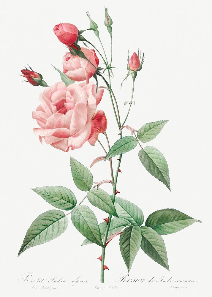 Old Blush China, also known as Common Rose of India (Rosa Indica Vulgaris) from Les Roses (1817&ndash;1824) by Pierre-Joseph…