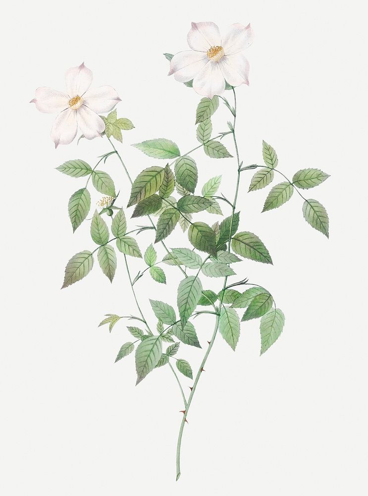 Rosebush with sharp petals illustration