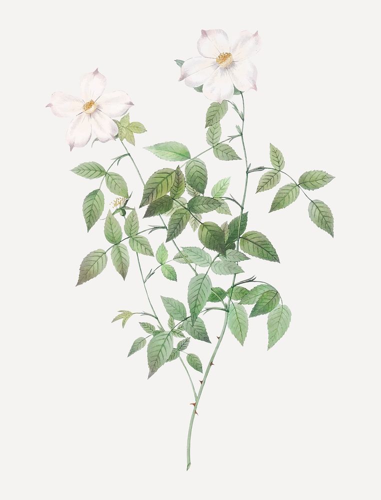Rosebush with sharp petals vector