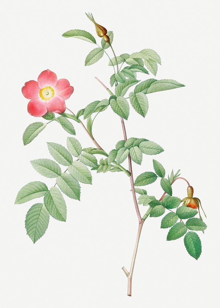 Vintage rose of the alps with hanging berries illustration