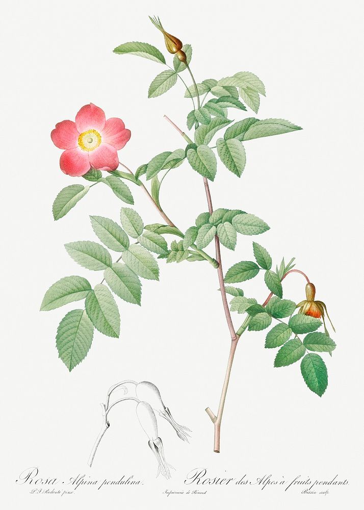 Alpine Rose, also known as Rose of the Alps with Hanging Fruits (Rosa pendulina) from Les Roses (1817&ndash;1824) by Pierre…