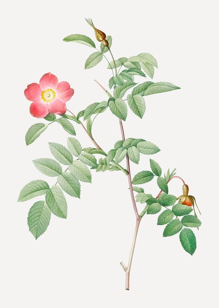 Vintage rose of the alps with hanging berries vector