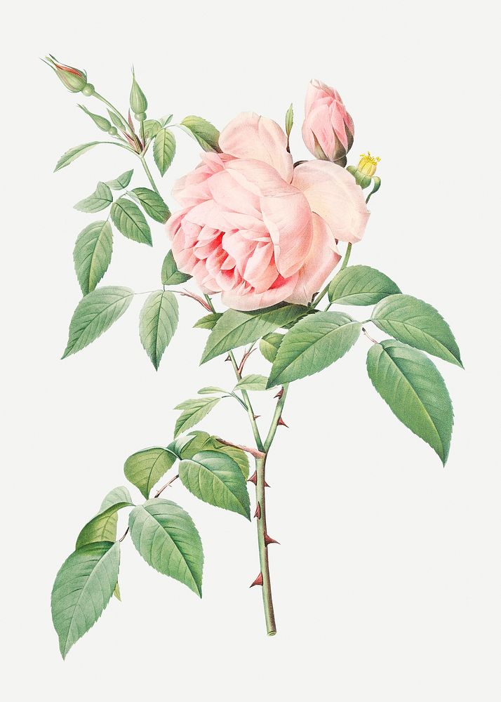 Vintage blooming fragrant rosebush illustration