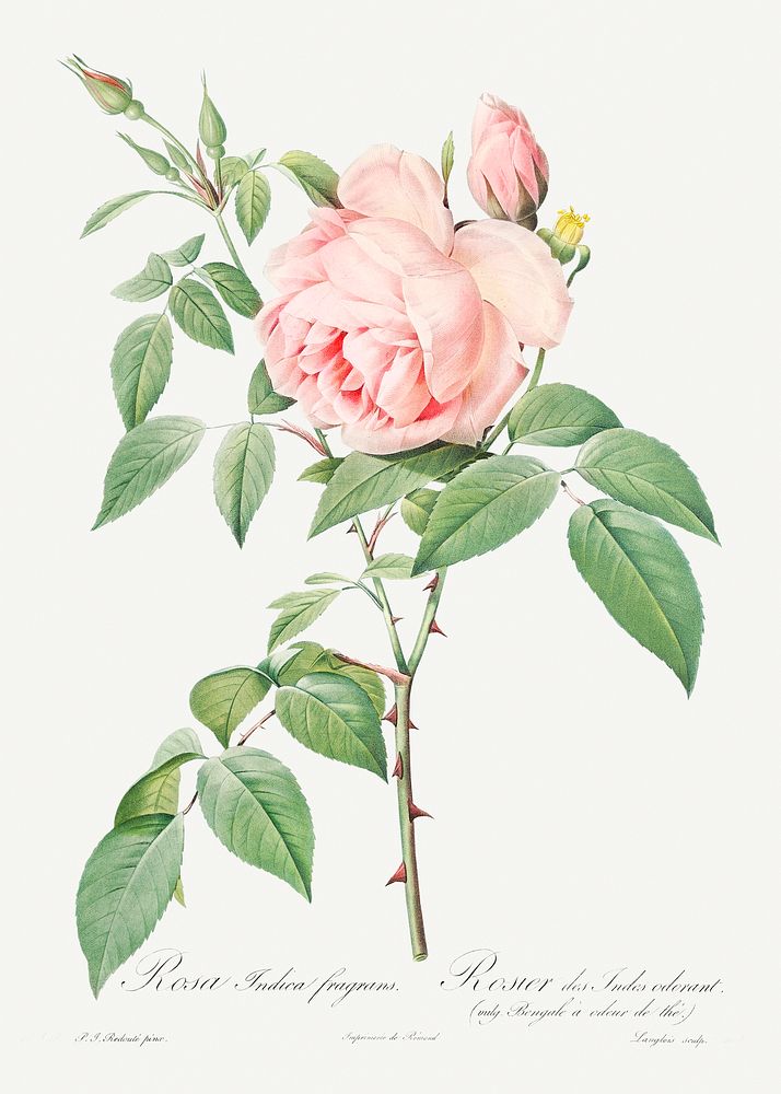 Rosa indica fragrans, also known as Fragrant Rosebush from Les Roses (1817&ndash;1824) by Pierre-Joseph Redout&eacute;.…