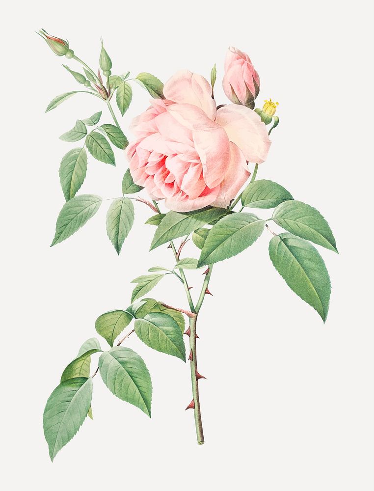 Vintage blooming fragrant rosebush vector