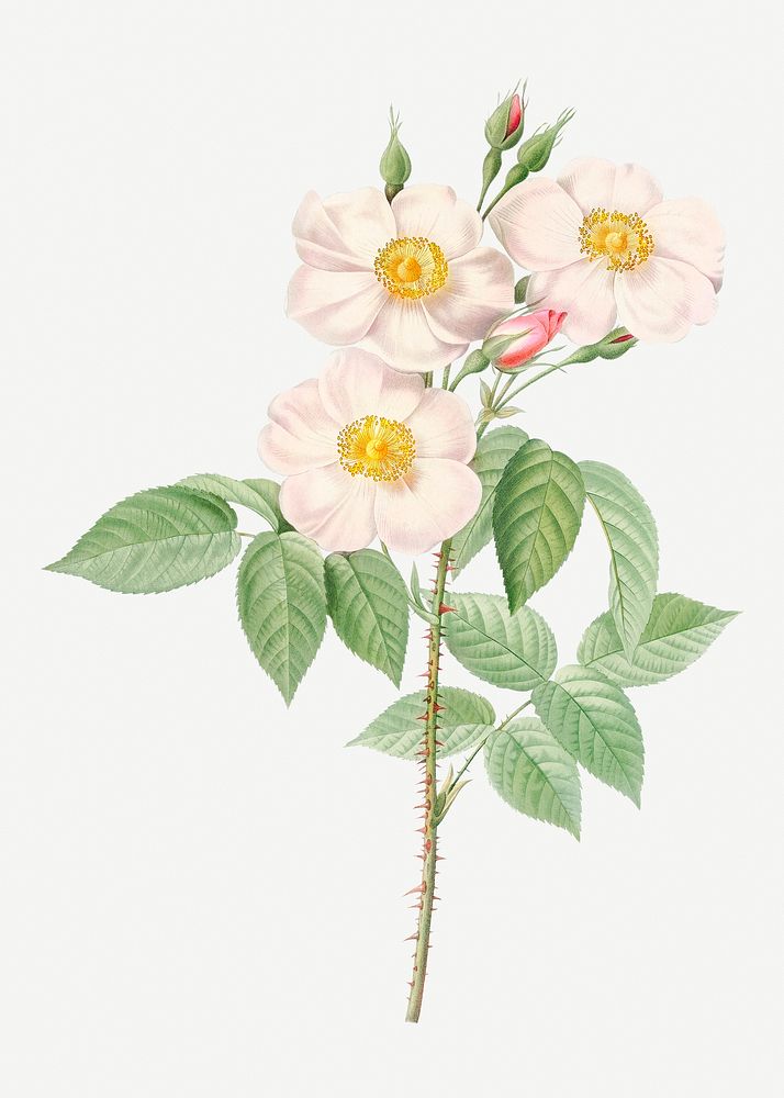 Vintage rose of castile illustration