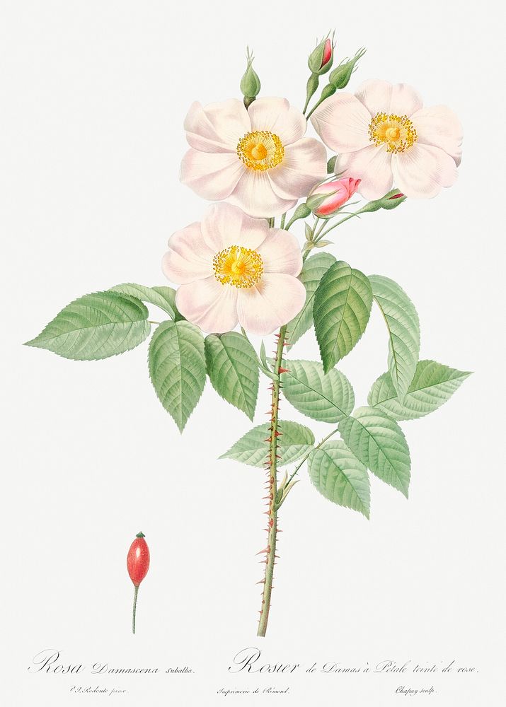 Damask Rose, also known as Rosewood Rose Petal (Rosa damascena) from Les Roses (1817&ndash;1824) by Pierre-Joseph…