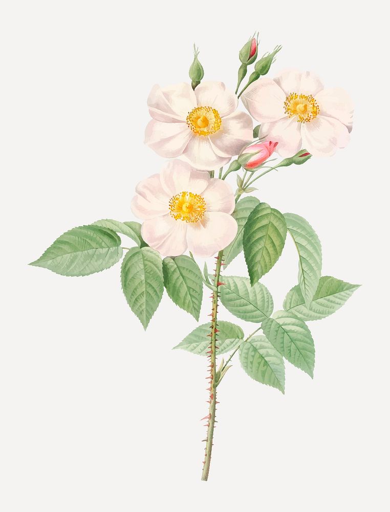 Vintage rose of castile vector