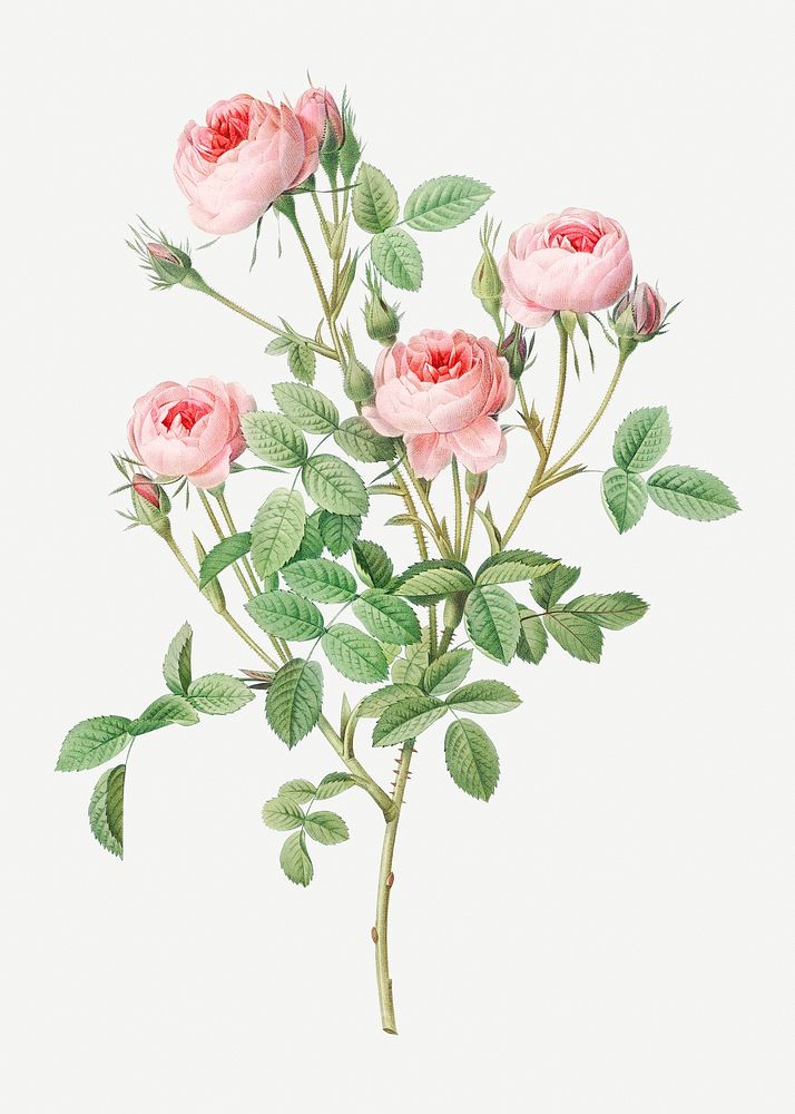 Vintage blooming Burgundian rose illustration