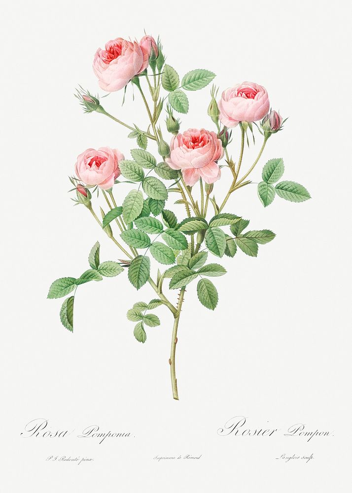 Burgundian Rose, Rosa pomponia from Les Roses (1817&ndash;1824) by Pierre-Joseph Redout&eacute;. Original from the Library…