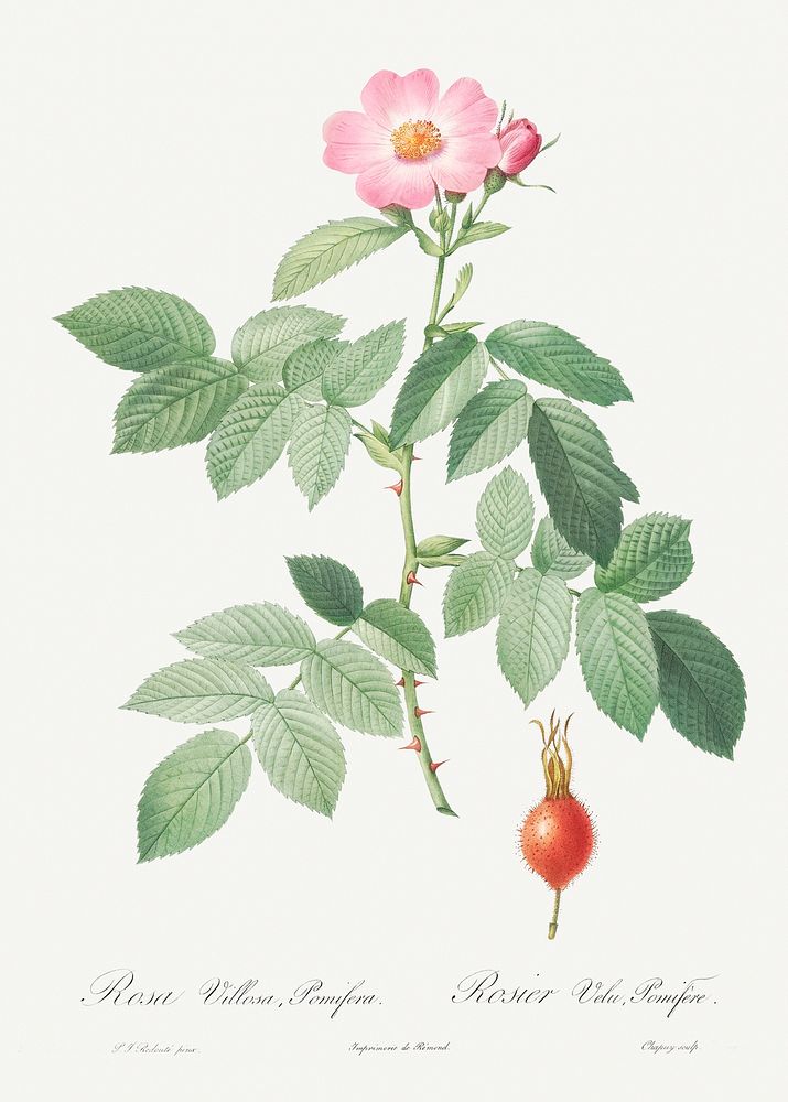 The Apple Rose, Rosa villosa from Les Roses (1817&ndash;1824) by Pierre-Joseph Redout&eacute;. Original from the Library of…