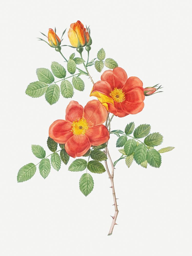 Vintage Austrian copper rose illustration