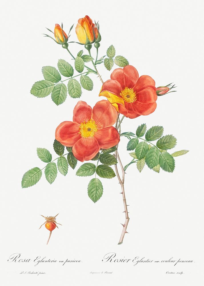 Austrian Copper Rose, Rosa eglanteria var. punicea from Les Roses (1817&ndash;1824) by Pierre-Joseph Redout&eacute;.…