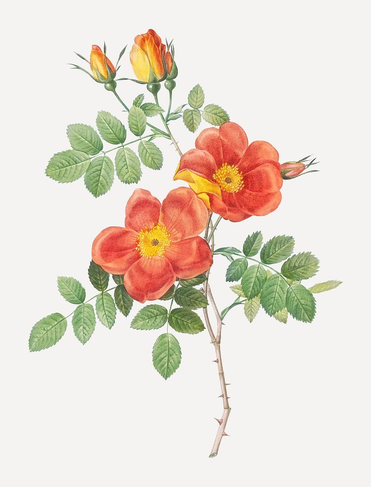Vintage Austrian copper rose illustration