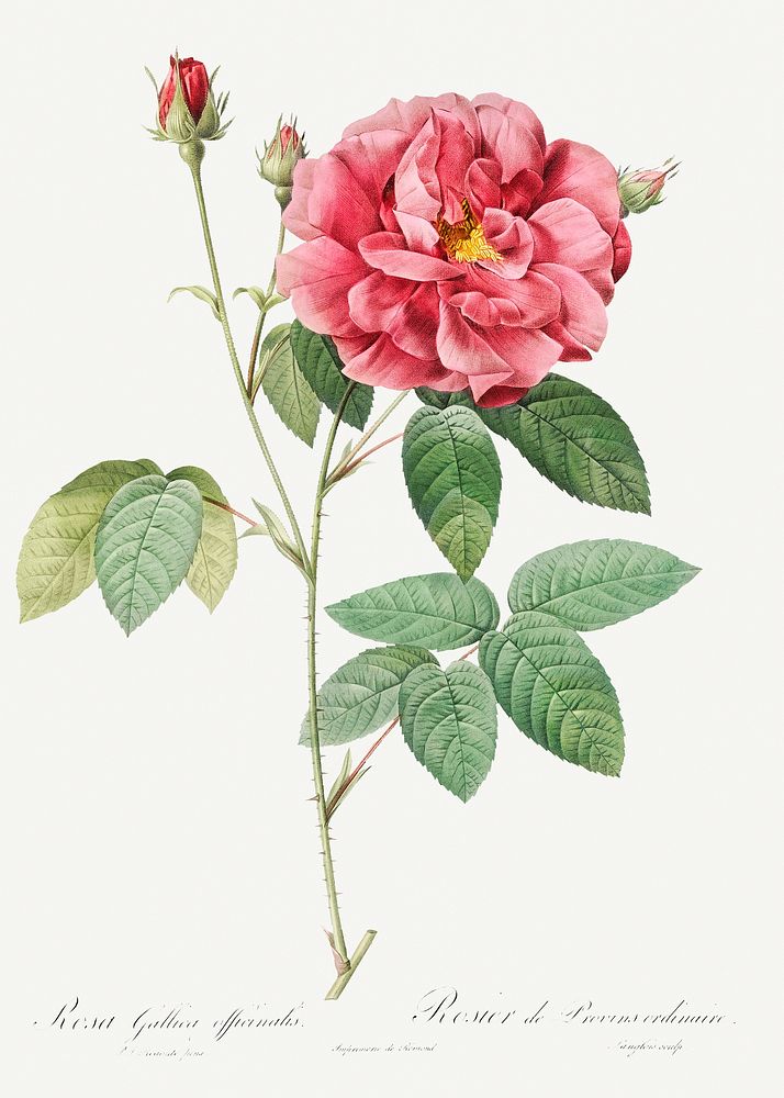 French Rose, also known as Ordinary Provins Rosebush (Rosa galluca offuenalis) from Les Roses (1817&ndash;1824) by Pierre…