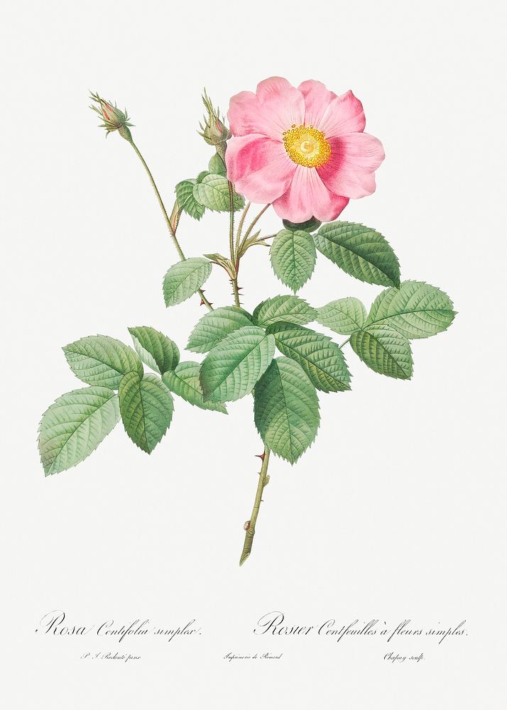 Single-Flowered Cabbage Rose, Rosa centifolia simplex from Les Roses (1817&ndash;1824) by Pierre-Joseph Redout&eacute;.…