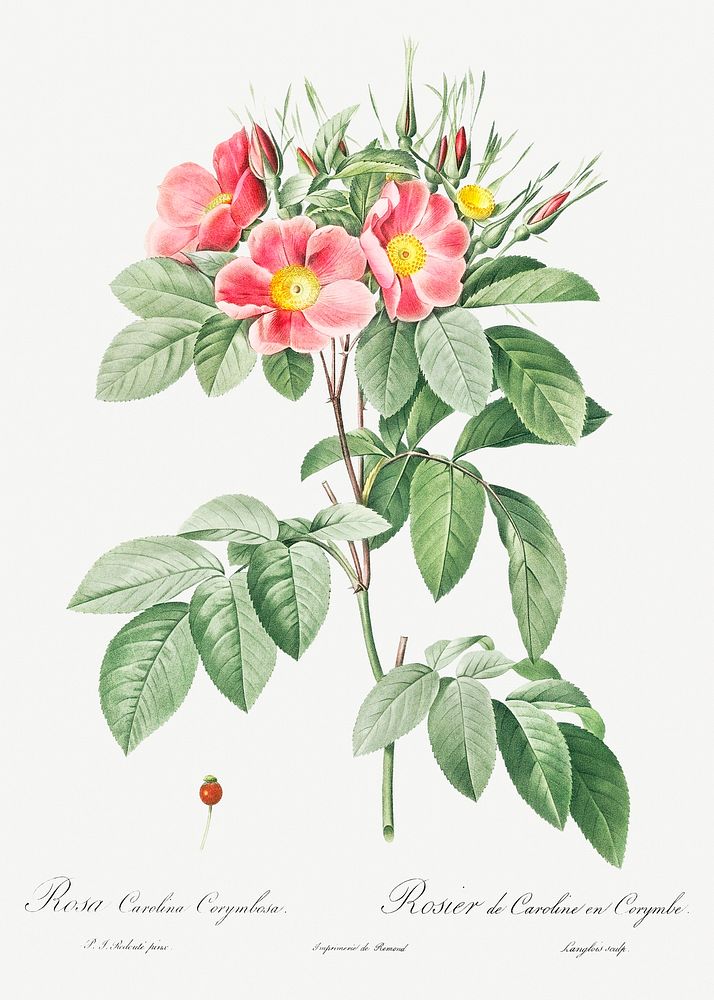 Pasture Rose, also known as Highbush Carolina Rosebush (Rosa Carolina coryinbosa) from Les Roses (1817&ndash;1824) by Pierre…