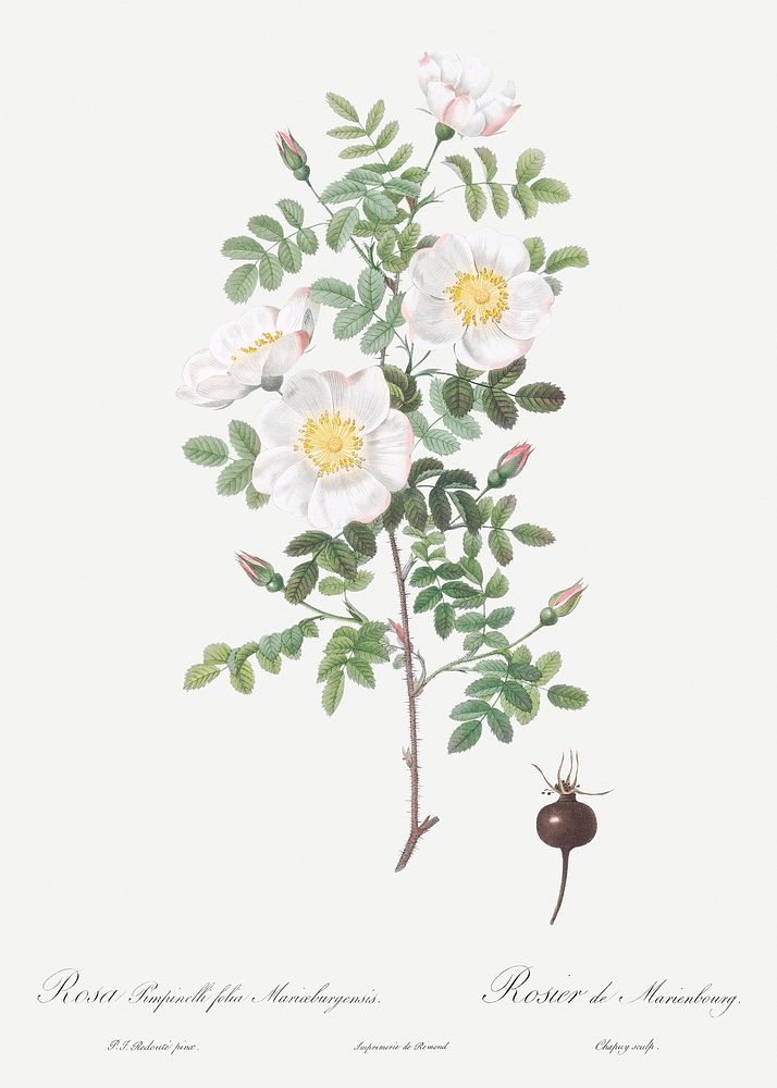 Burnet Rose, Rosa pimpinellifolia from Les Roses (1817&ndash;1824) by Pierre-Joseph Redout&eacute;. Original from the…