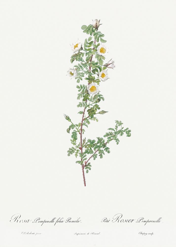 Burnet Rose, Rosa pimpinellifolia pumila from Les Roses (1817&ndash;1824) by Pierre-Joseph Redout&eacute;. Original from the…